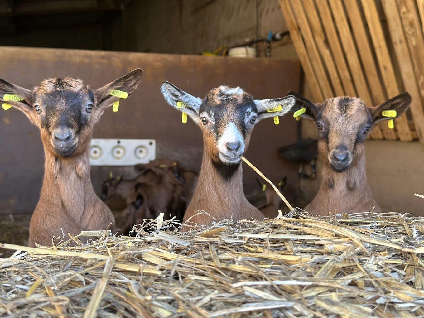 Reproduction des chèvres