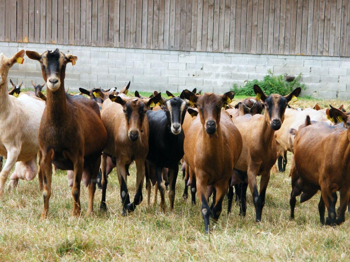 Chèvres dans le pré