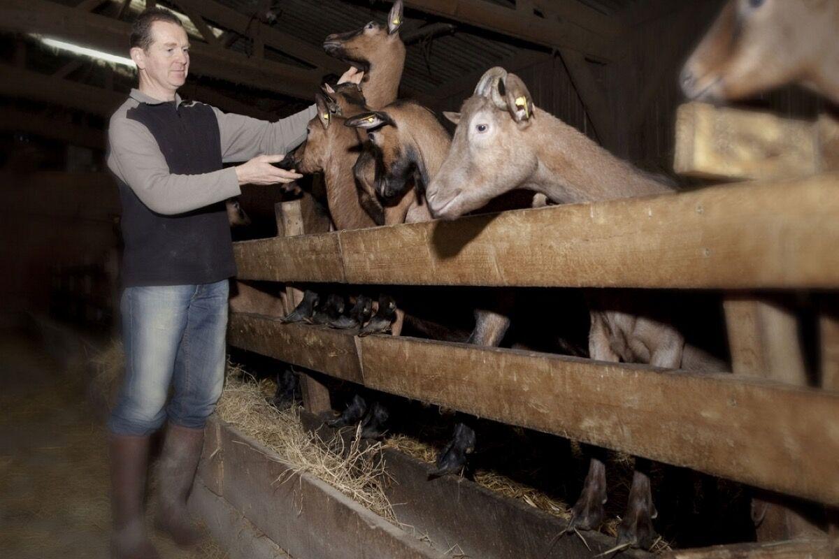 Alimentation des chèvres